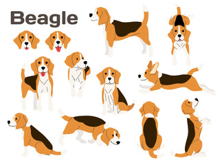 beagle,dog in action,happy dog