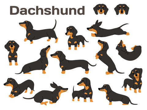 dachshund,dog in action,happy dog