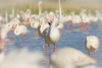 Tableau de Flamants Roses