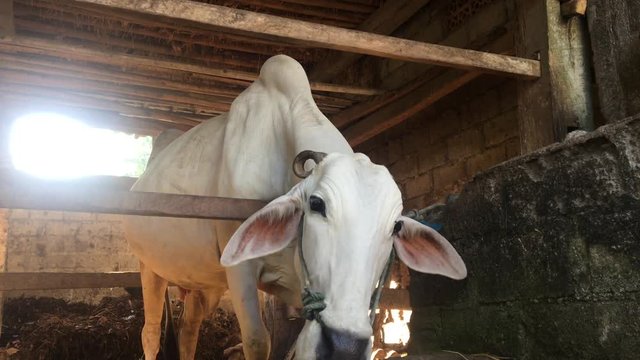 Ongole Crossbred cattle or Javanese Cow or White Cow or sapi peranakan ongole (PO) or Bos taurus is the largest cattle in Indonesia in traditional farm, Indonesia. Traditional livestock breeding.