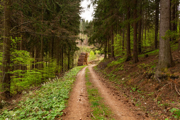 Obraz premium Road in a beautiful forest in the morning