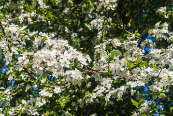 Cherry-plum branches sprinkled with white flowers against a blue sky.
