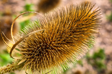 A closeup of a beautiful golden teasel blossom with soft brown green bokeh in the background.