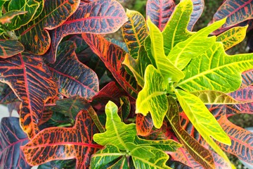 Leaves of the tropical plants