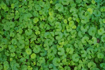 Leaves of the tropical plants
