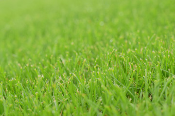 Green grass lawn closed up selective focus