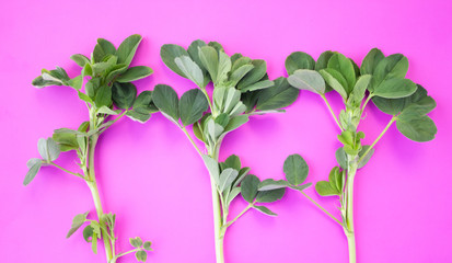 Obraz premium Pattern of green petals on a pink background. Flat lay, top view