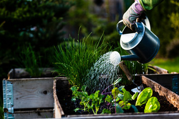 Backyard outdoor portrait of a woman gardener hands planting letuce in vegetable garden.