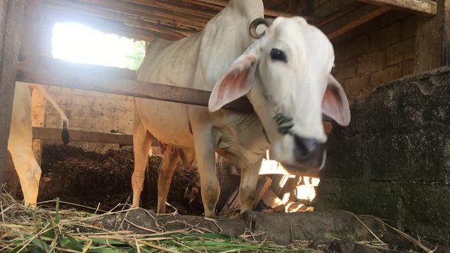 Ongole Crossbred cattle or Javanese Cow or White Cow or sapi peranakan ongole (PO) or Bos taurus is the largest cattle in Indonesia in traditional farm, Indonesia. Traditional livestock breeding.