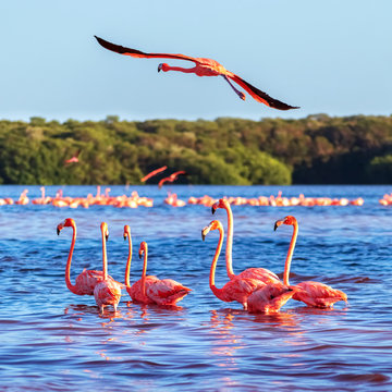 Many pink beautiful flamingos in a beautiful blue lagoon. Mexico. Celestun national park. Square image.