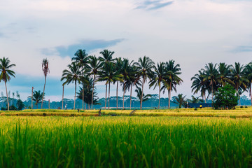 Rise fields with coconut palms and cloud in Bali