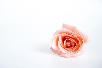 top view of single pink rose flower blooming with drops of water on the petals isolated on white background