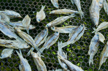 Dried freshwater fish on the raft