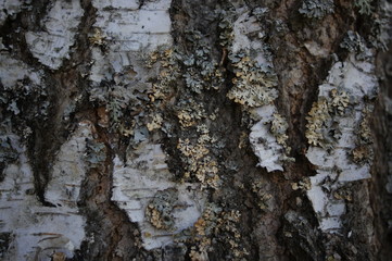 Tree bark, birch texture, photophone, background.