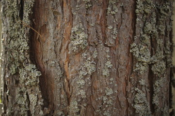 Tree bark, birch texture, photophone, background.