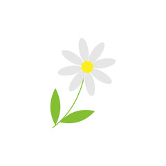 Daisy camomile flower isolated object on white background. Vector illustration