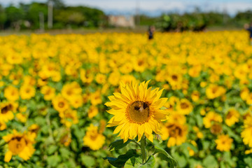 Fototapeta premium Sunflower swinging under high wind