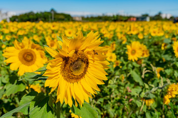 Fototapeta premium Sunflower swinging under high wind