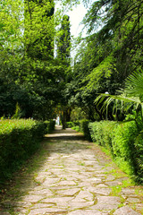 Stone walkway and plants in the park. Gagra.Abkhazia