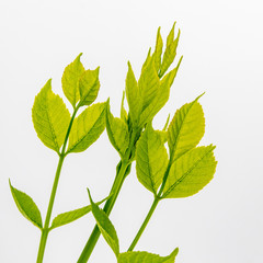 Green leaves on white backgound