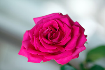 The pink rose near the window