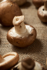 Mushrooms close up