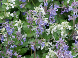 Nepeta × faassenii - Chataire - Menthe à chat ou herbe à chat de Faassen 