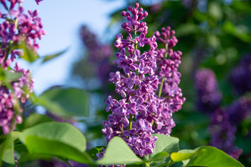 Fototapeta na wymiar beautiful branches of lilac, photo of lilac with a blurred background