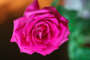 The pink rose near the window