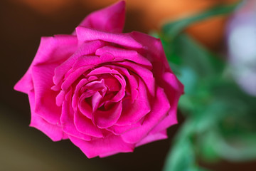 Fototapeta na wymiar The pink rose near the window