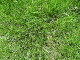 The texture of the meadow young juicy grass, top view. Green lawn background in spring sunny day