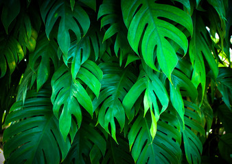 tropical nature green monstera palm leaves pattern © studio2013