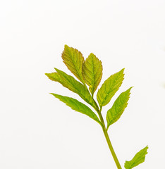 Green leaves on white backgound