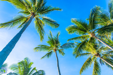 Beautiful tropical nature with coconut palm tree on blue sky and white cloud - 266260792