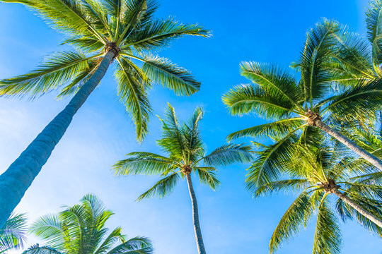Beautiful tropical nature with coconut palm tree on blue sky and white cloud