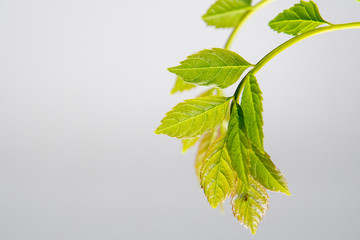 Green leaves on white backgound