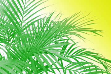 tropical green palm leaf on white wall background