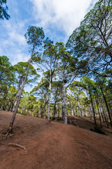 Fototapeta na wymiar Blue sky over the Canary pine trees