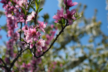 Beautiful Peach Blossom on nature background. Peach tree in early spring