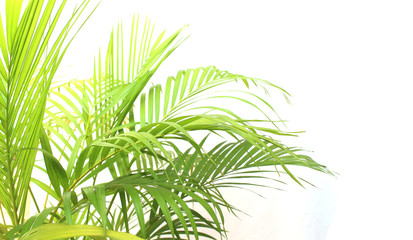 Naklejka premium tropical green palm leaf on white wall background