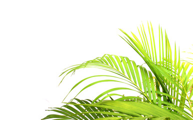 tropical green palm leaf on white wall background