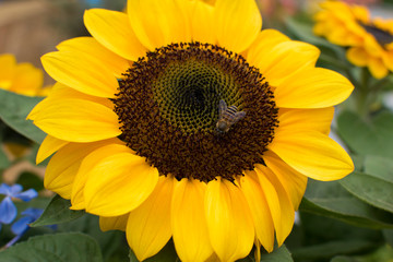 Fototapeta premium Sun flower meet hard working Bee
