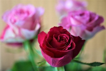 pink rose on green background