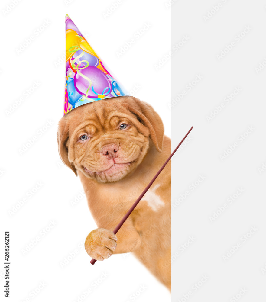 Poster smiling puppy in birthday hat with tie bow holding pointing stick above white banner. isolated on wh