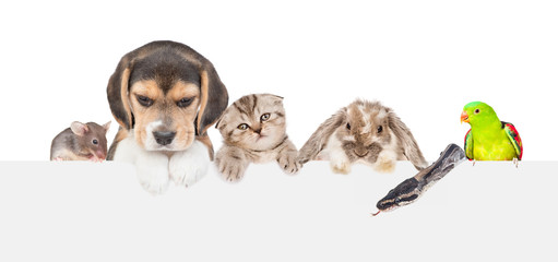 Large group of little pets  above empty white banner. isolated on white background. Empty space for text