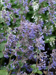 Obraz premium Nepeta × faassenii - Catmin or Faassen's catnip, a flowering plant with fragrant foliage