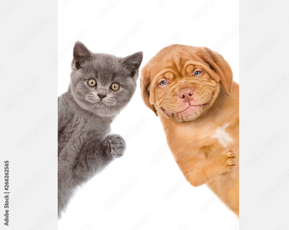 Poster cat and dog behind white empty banner. isolated on white background