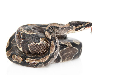 Royal Python, or Ball Python (Python regius) in side view. Isolated on white background