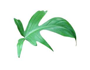 tropical jungle monstera leaves , Swiss Cheese vine leaf tree isolated on white background