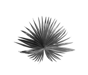 tropical nature black fan windmill palm leaf pattern on white